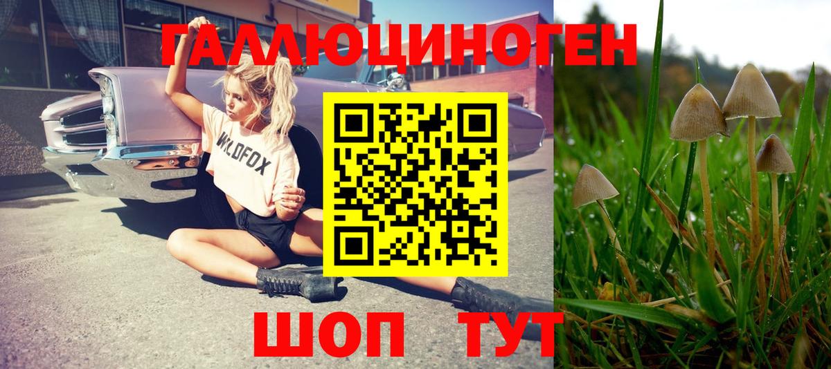 Псилоцибиновые грибы мицелий  Псилоцибиновые грибы Psilocybe  Юрга  Вход с VPN 